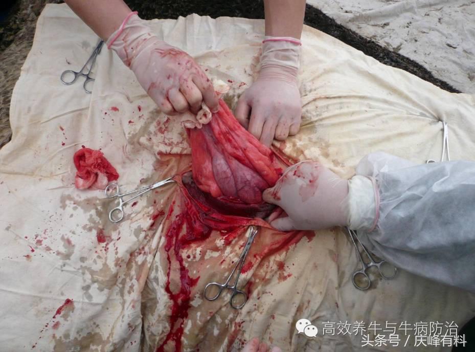 奶牛真胃扩张的症状治疗方法,奶牛皱胃左方变位治疗方法