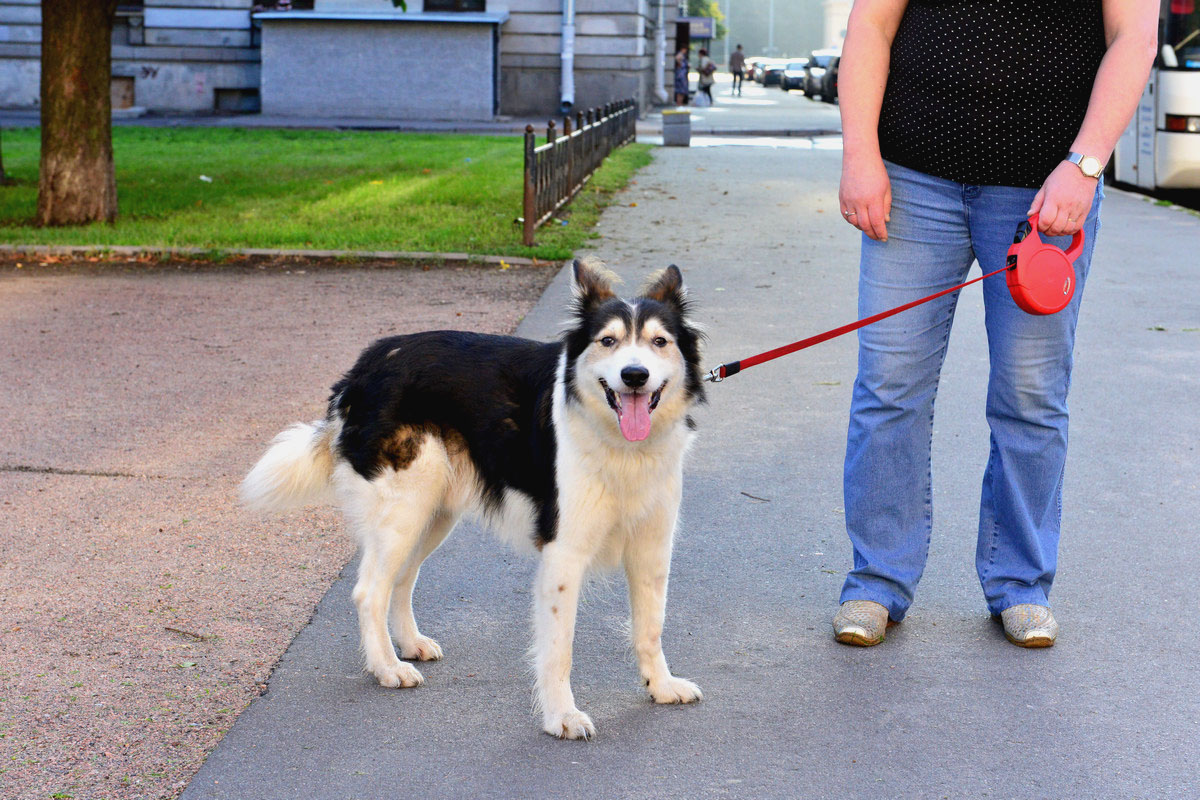 狗狗误食中毒怎么急救,狗狗吃了老鼠药中毒而死
