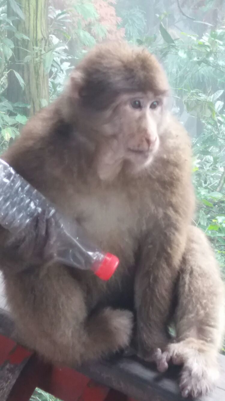 四大佛教名山四川峨眉山介绍,峨眉山