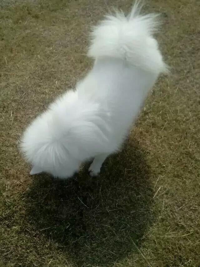 和女友分手后，把狗狗放老家，白富美立即变成黄脸婆