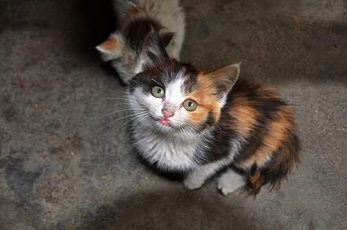 小奶猫窒息怎么办,宠物猫意外勒死在房中怎么处理