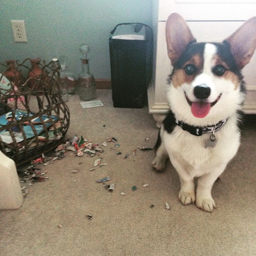 柯基被教育耳朵耷拉,柯基尴尬期耳朵特别大怎么回事