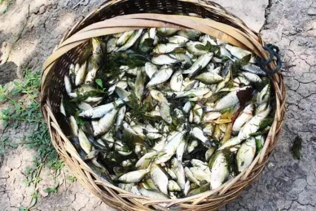 东北农村即将消失的野味，秒杀5星级大酒店，你吃过几个？