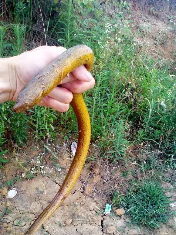 东北农村即将消失的野味，秒杀5星级大酒店，你吃过几个？