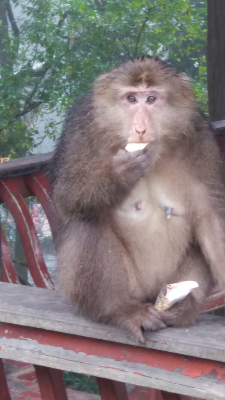 四大佛教名山四川峨眉山介绍,峨眉山