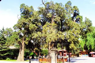 天下第一陵黄帝陵文案,天下第一陵秦始皇陵