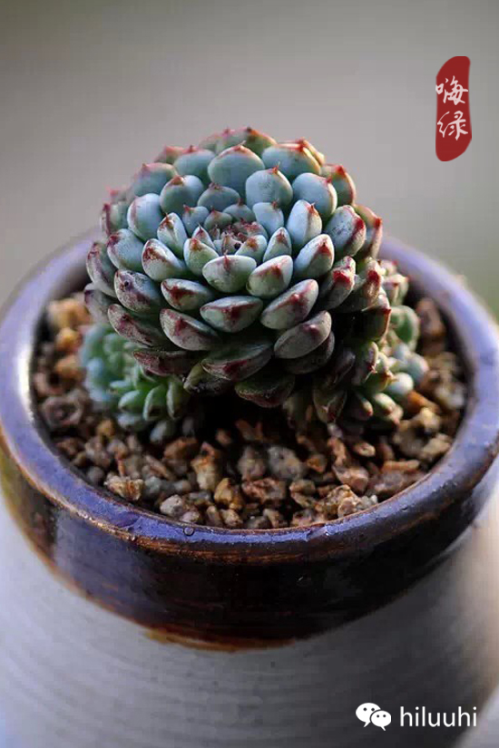 怎么可以这么美图片,漂亮韩国多肉