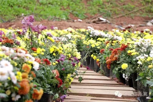 去金堂玉皇山养生谷耍一耍,金堂玉皇山一日游最佳路线