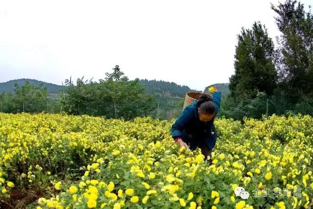 去金堂玉皇山养生谷耍一耍,金堂玉皇山一日游最佳路线