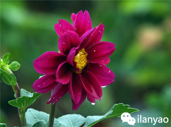 大丽花养殖方法之安全越冬攻略