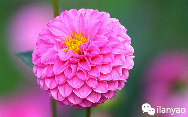 大丽花养殖方法之安全越冬攻略