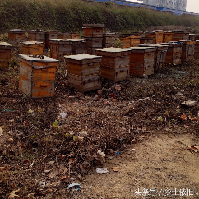 当下火爆的养殖项目有哪些,有什么养殖项目投资低利润高的