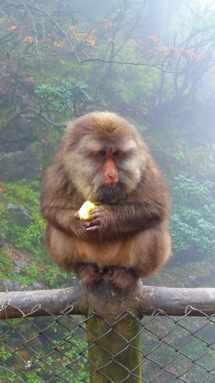 四大佛教名山四川峨眉山介绍,峨眉山