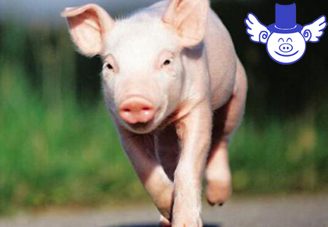 猪体温低怎么办如何解决,猪体温低怎么治疗最快