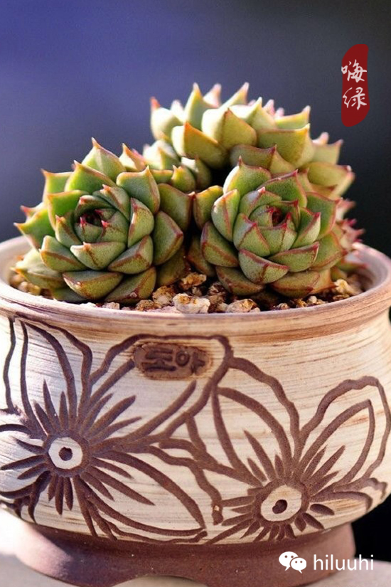 怎么可以这么美图片,漂亮韩国多肉