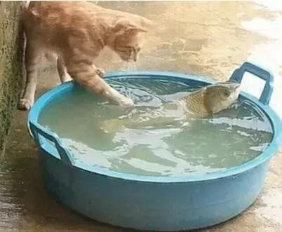 如何调侃钓鱼技术不行,新手钓鱼怎么调侃