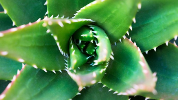 用什么偏方快速治好对称性牛皮癣,在中国有治疗牛皮癣的方法吗