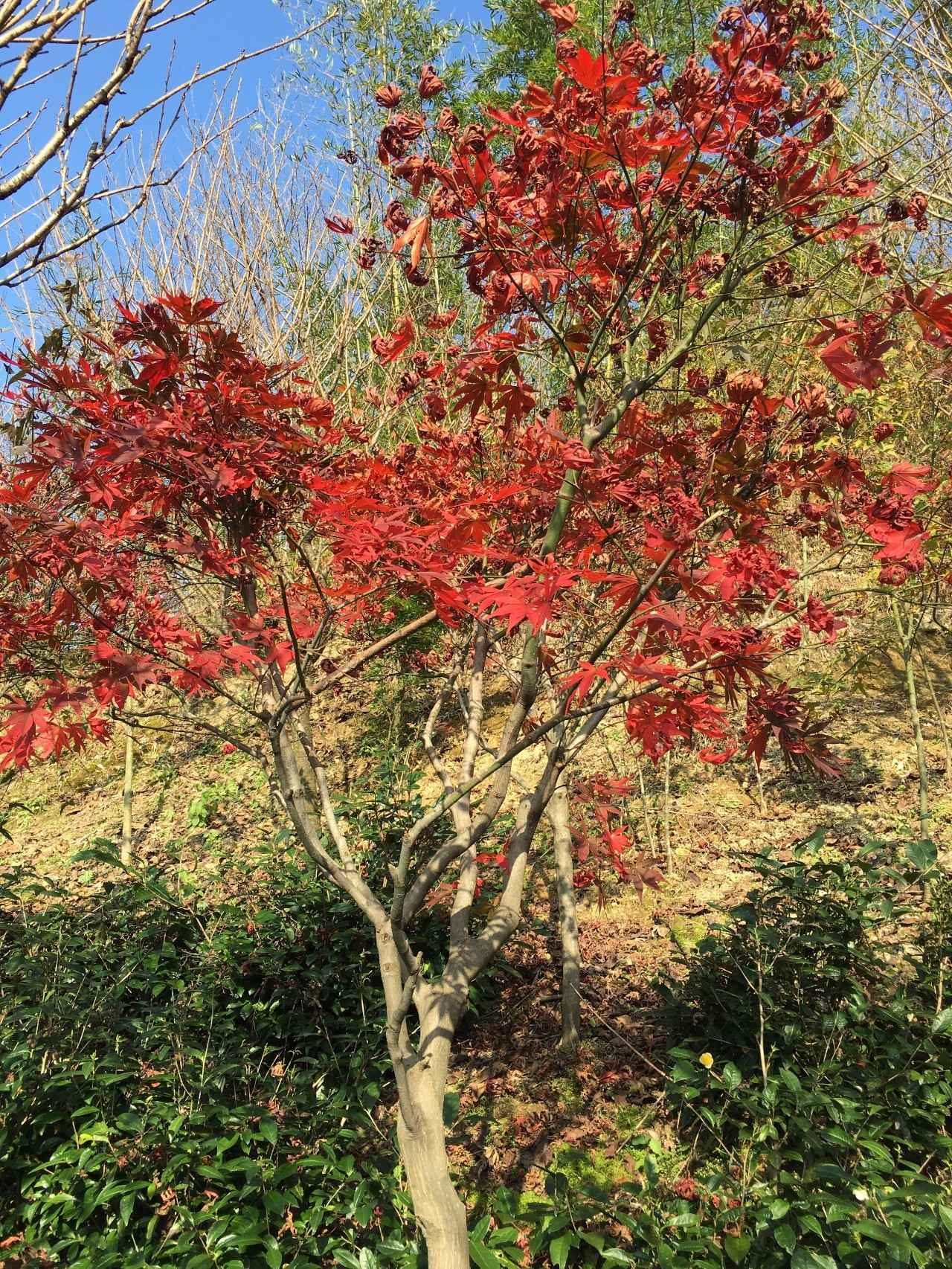 奉化溪口镇栖霞古道,宁波奉化旅游攻略完整版