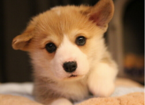 关注了！新加坡售出宠物狗前必须申领狗牌，另附最全汪星人英文名