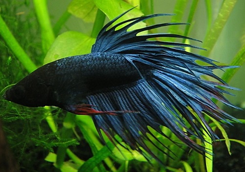 开缸到养水到养鱼新手全程教学,养鱼先养水的秘诀顺口溜