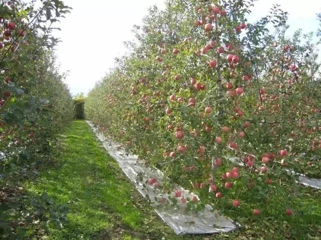 西安离白水有多少公里,白水县隔西安有多远呢