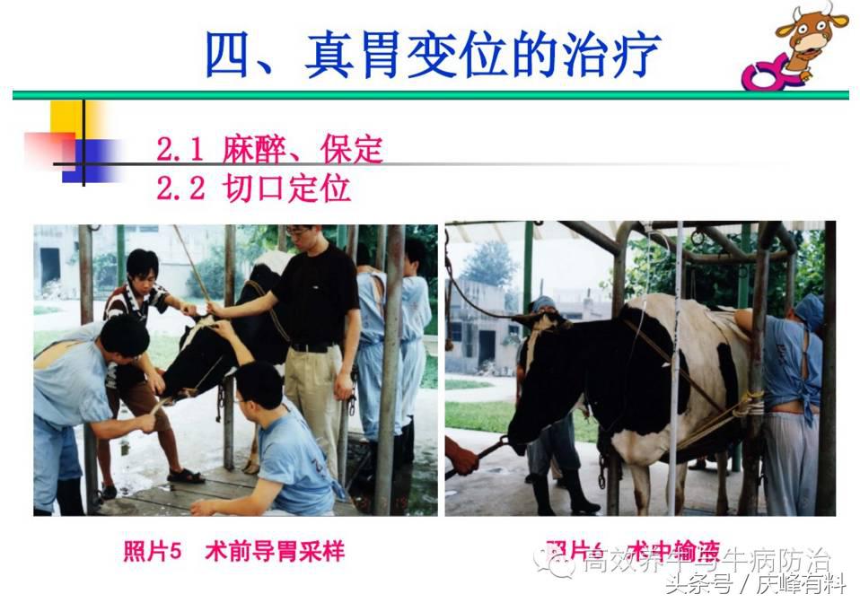 奶牛真胃扩张的症状治疗方法,奶牛皱胃左方变位治疗方法