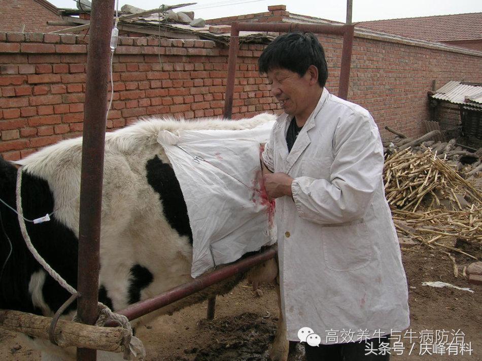 奶牛真胃扩张的症状治疗方法,奶牛皱胃左方变位治疗方法