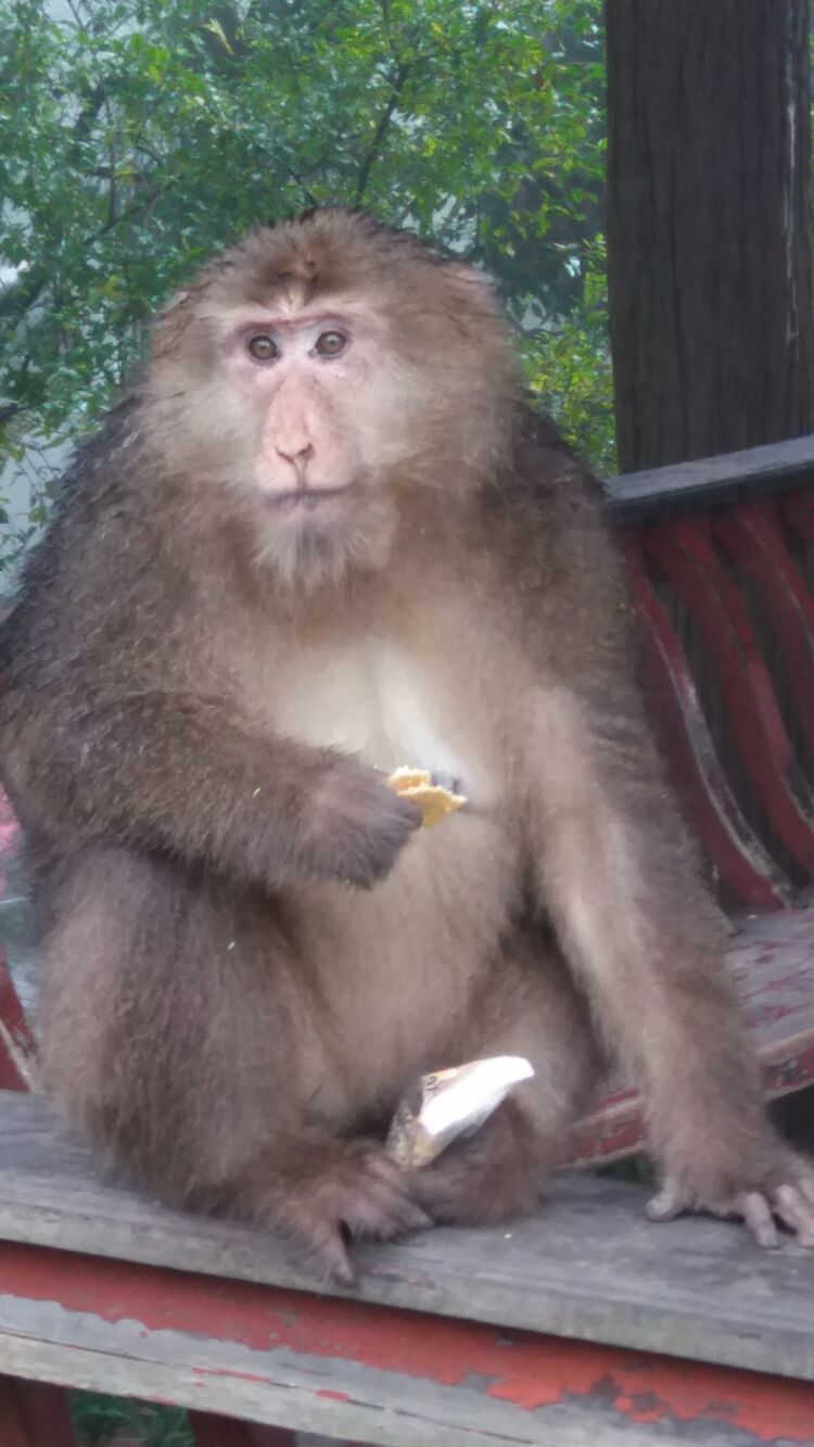 四大佛教名山四川峨眉山介绍,峨眉山