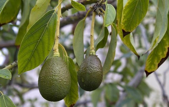 牛油果的正确打开方式学起来,牛油果每天一个行不行