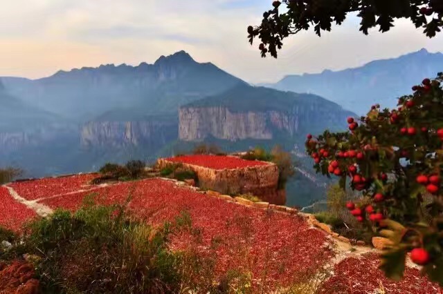 山楂怎么吃才能不伤胃,山楂怎么喝对胃好