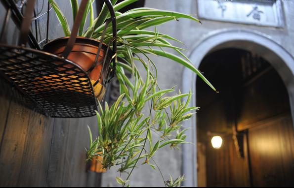 家庭种的绿植可以吸收雾霾吗,拒绝雾霾百合花