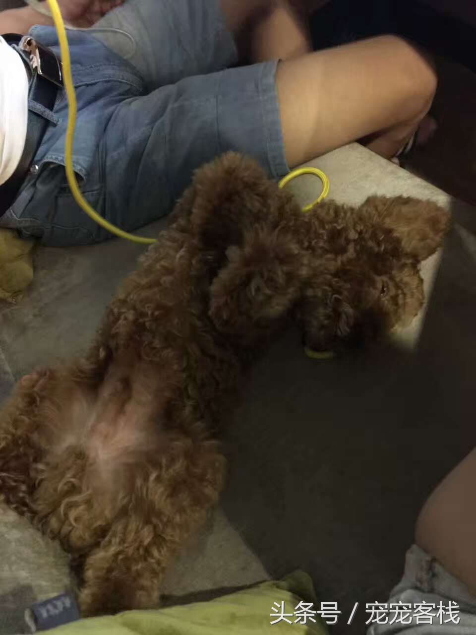 泰迪新睡姿,泰迪的反常行为