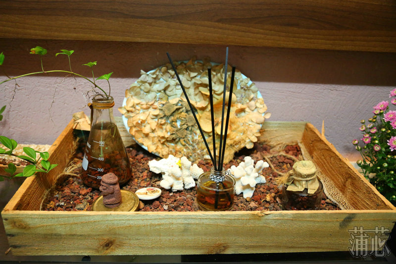 济州岛看枫叶,济州岛枫叶