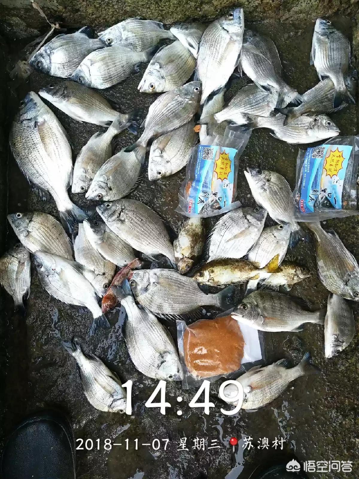 海钓黑鲷鱼钩套装,海钓黑鲷用什么钩好