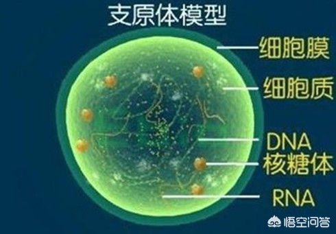 检测出人型支原体和解脲脲原体,解脲支原体和人型支原体阳性原因