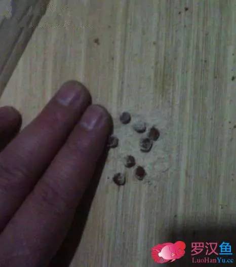 罗汉鱼常备用药,罗汉鱼药饵用什么药好