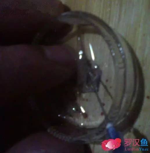 罗汉鱼常备用药,罗汉鱼药饵用什么药好