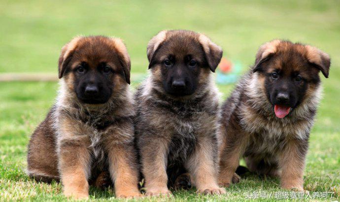 让狗狗远离你的声音,狗狗趴蹄纠正