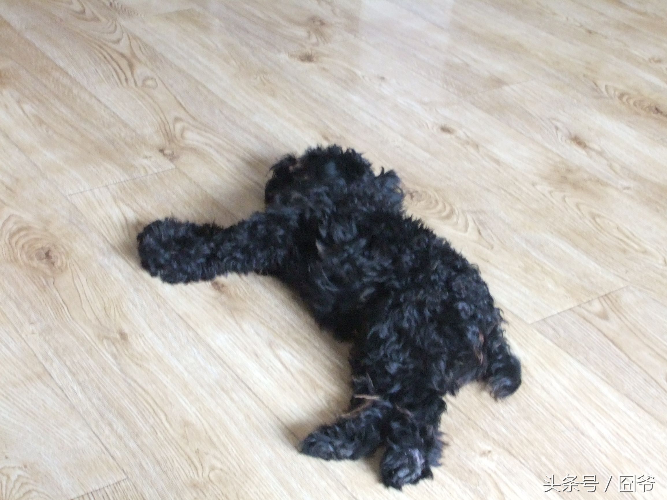 黑色泰迪被卖给狗肉车,黑泰迪被狗贩子染成灰色泰迪