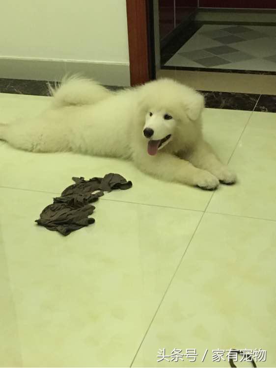 萨摩耶耳朵立不起来是串吗,萨摩耶耳朵立起来又垂下去了