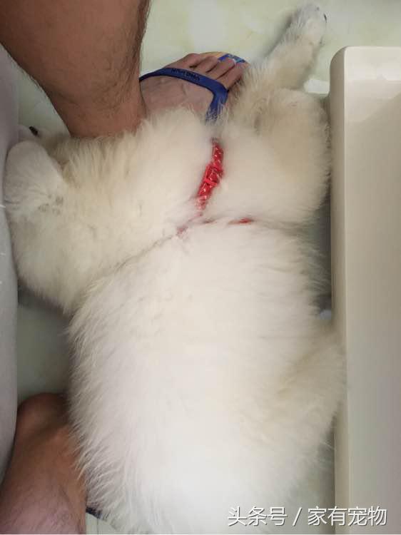 萨摩耶耳朵立不起来是串吗,萨摩耶耳朵立起来又垂下去了