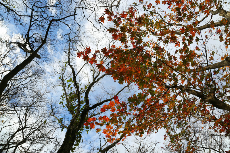 济州岛看枫叶,济州岛枫叶