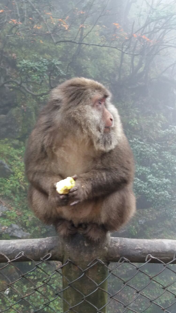 四大佛教名山四川峨眉山介绍,峨眉山
