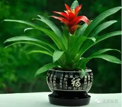 鸿运当头的花有毒吗能不能放家,鸿运当头鲜花有毒吗