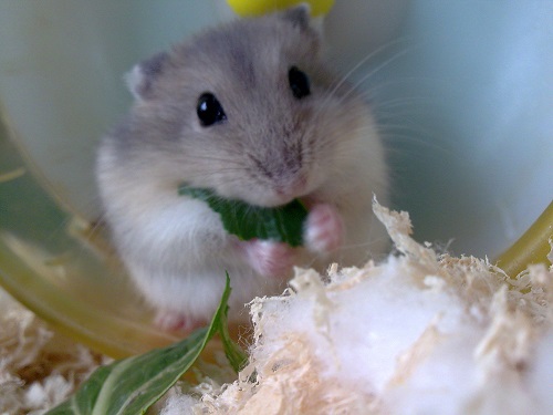 仓鼠走失,仓鼠跑丢了怎么认主人