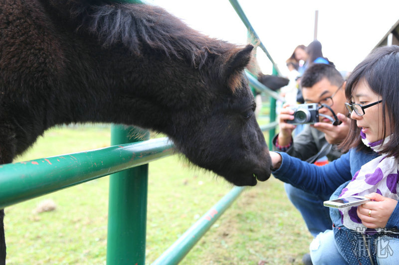 济州岛看枫叶,济州岛枫叶
