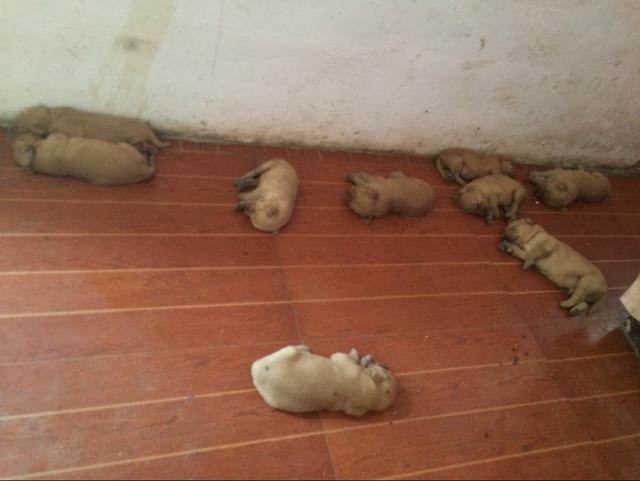 母狗不愿意喂宝宝怎么办,母狗不愿喂自己的孩子