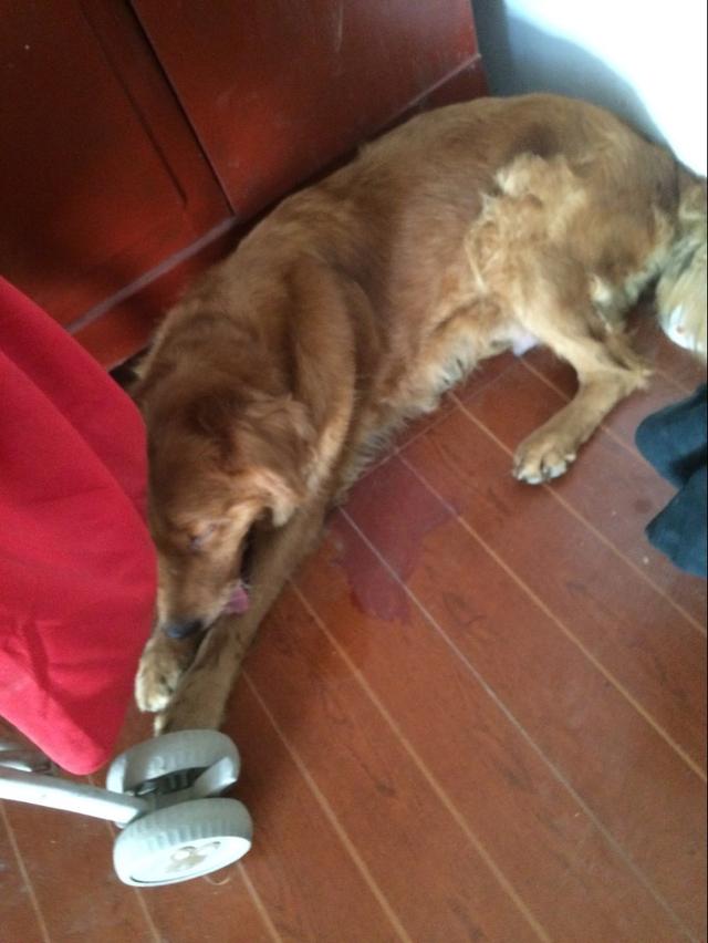 母狗不愿意喂宝宝怎么办,母狗不愿喂自己的孩子