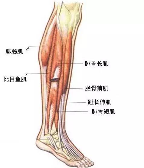 身上的肉很软很松，应该怎么办？
