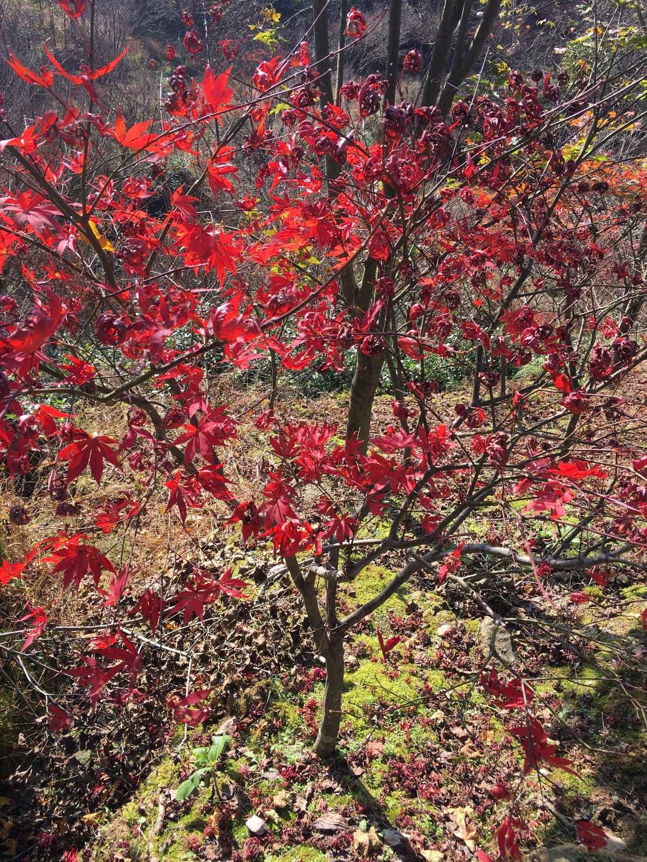 奉化溪口镇栖霞古道,宁波奉化旅游攻略完整版